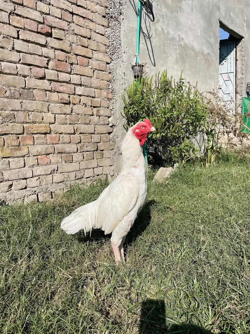 Paper White Murga — photo 2