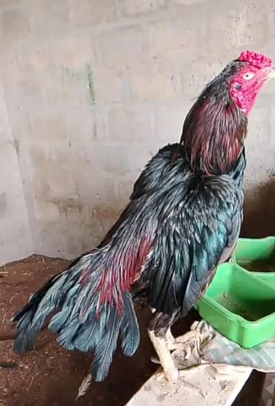 High Quality Aseel for sale