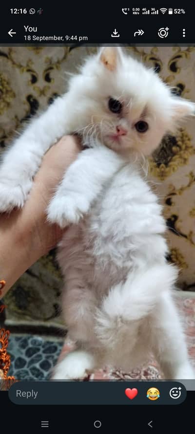 white kitten and mother available