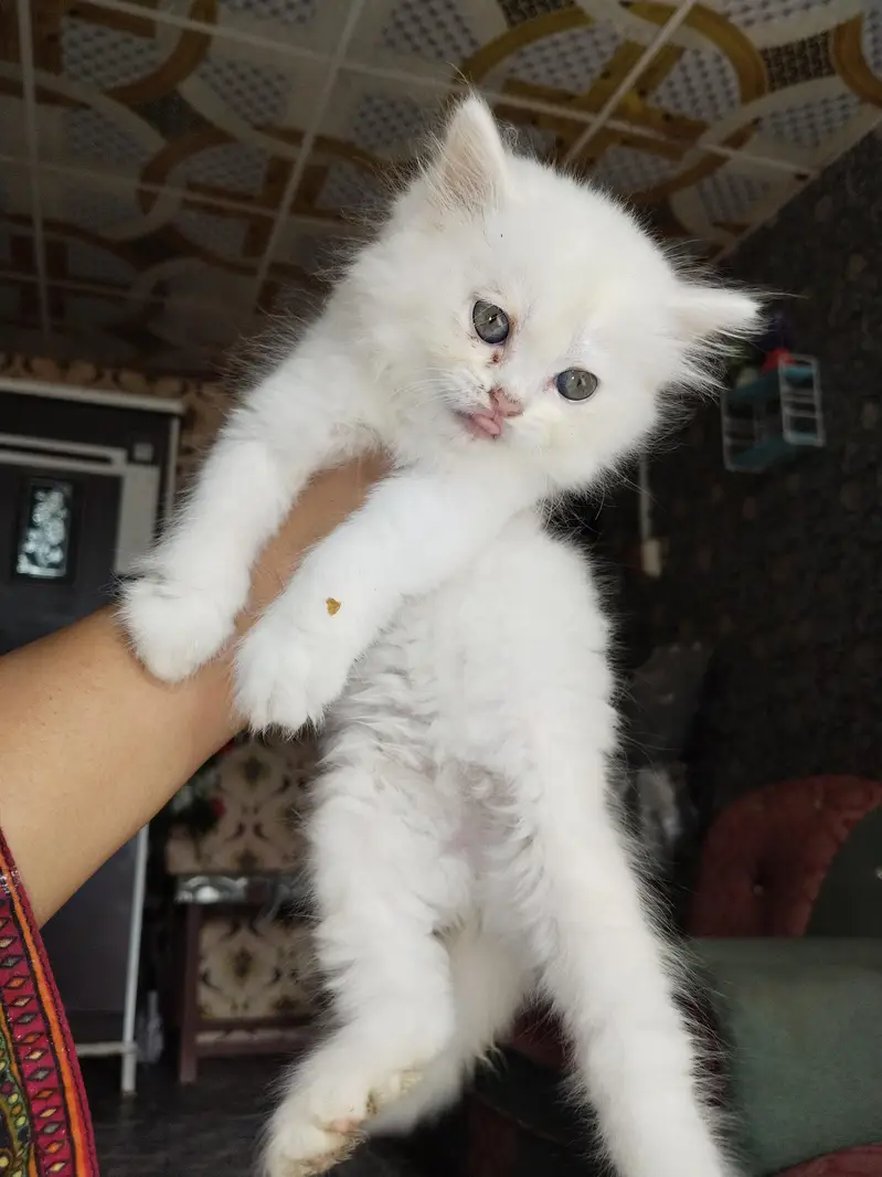white kitten and mother available — photo 4