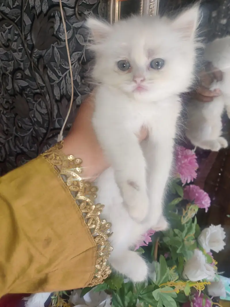 white kitten and mother available — photo 6
