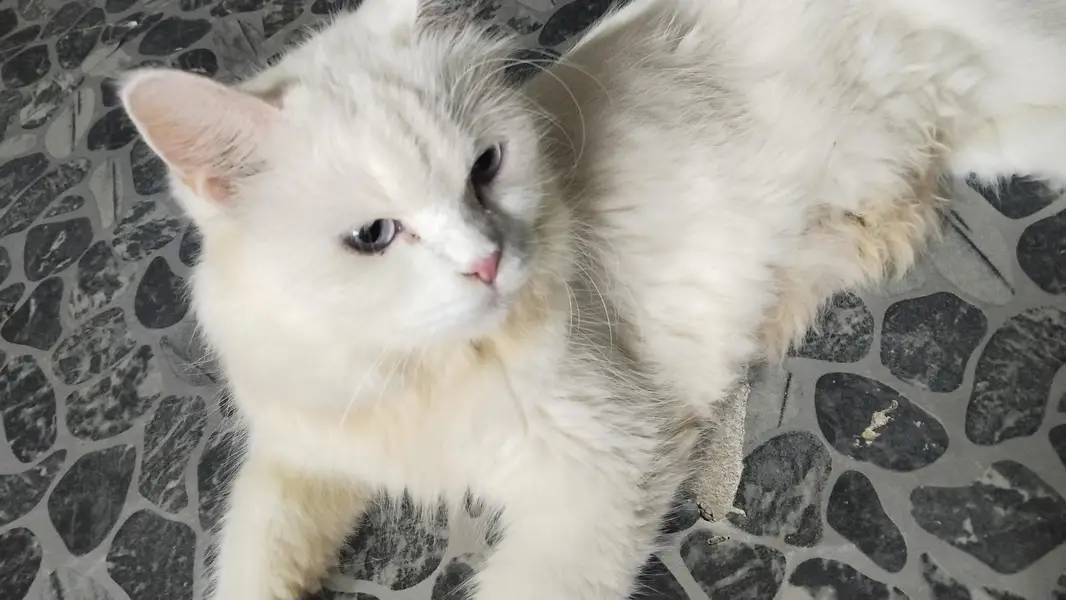 white kitten and mother available — photo 8