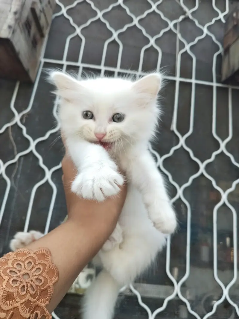 white kitten and mother available — photo 9