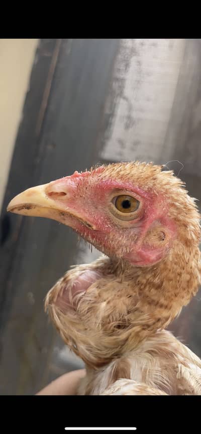 1 murgi aur 3 chicks 