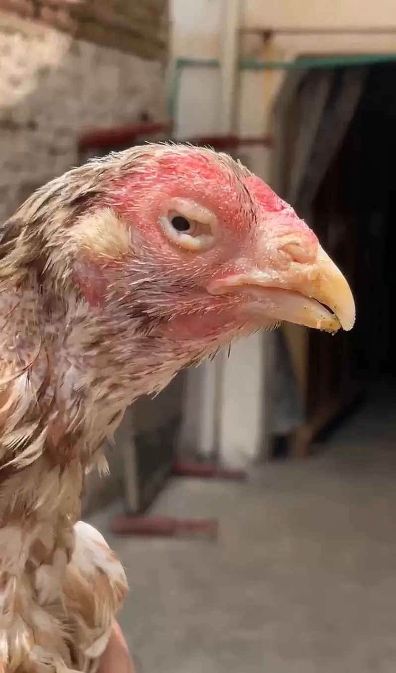 1 murgi aur 3 chicks  — photo 2