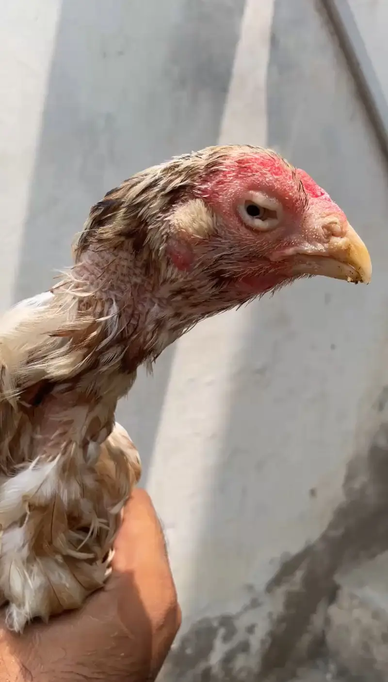 1 murgi aur 3 chicks  — photo 3