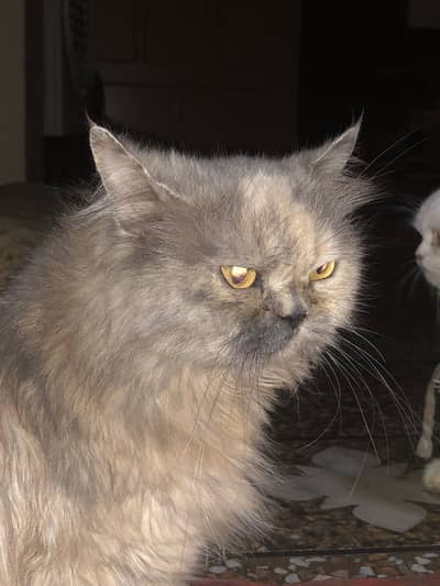 Female cat persian