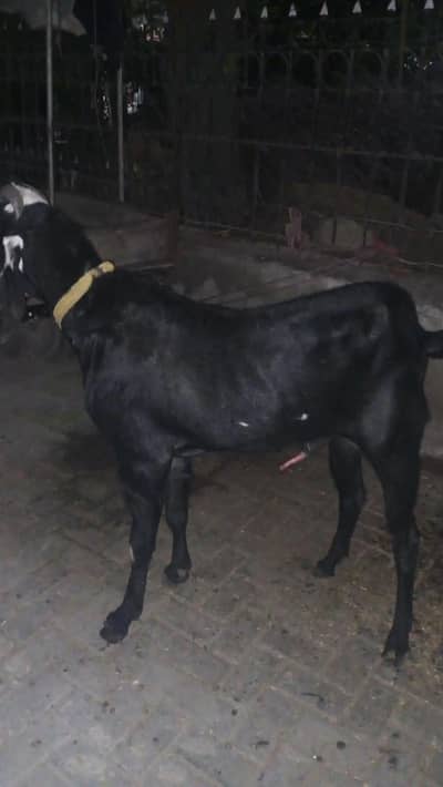 male Nagra breeder