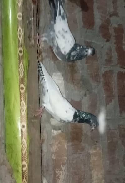 Aseel Breeder piece 03039824031