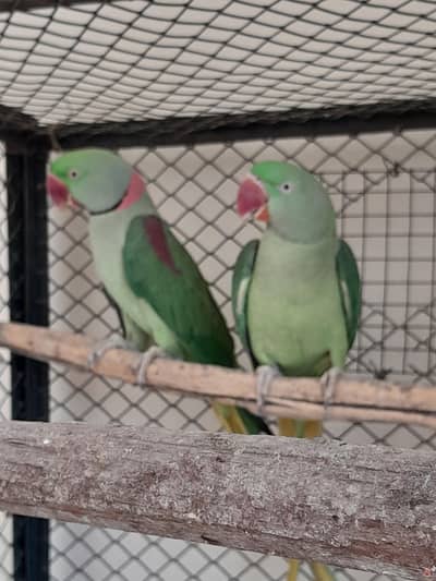 Alexandrine Raw Pair