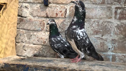Chapra pair fore sale 03213040985