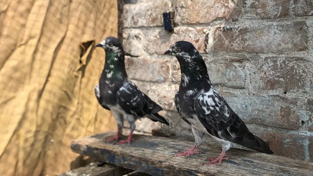 Chapra pair fore sale 03213040985 — photo 2
