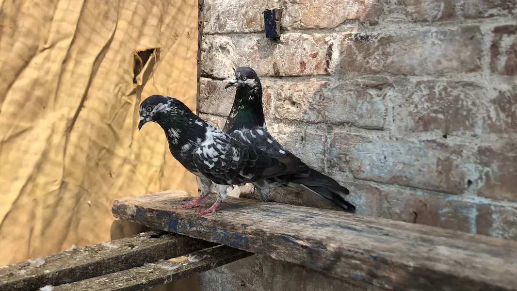Chapra pair fore sale 03213040985 — photo 3