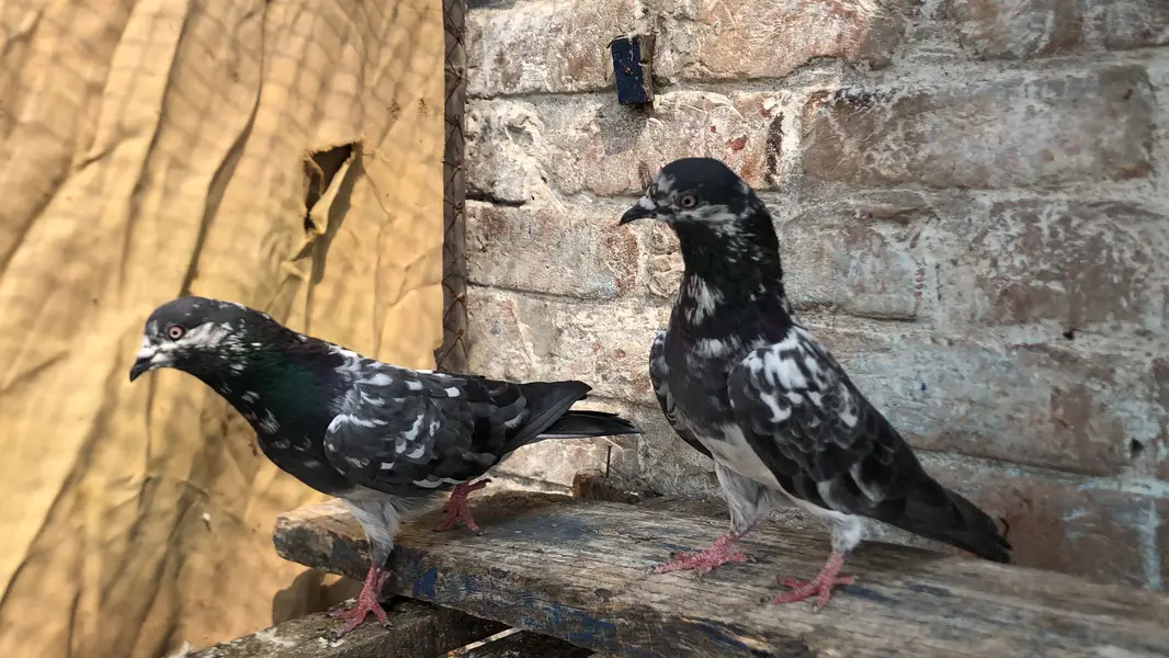 Chapra pair fore sale 03213040985 — photo 4
