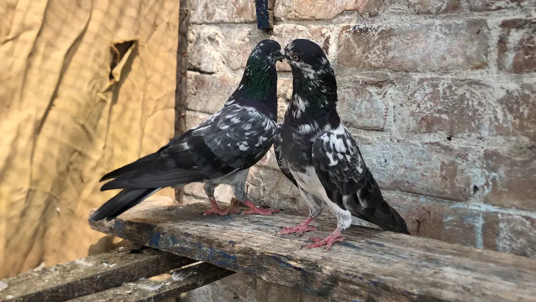 Chapra pair fore sale 03213040985 — photo 5