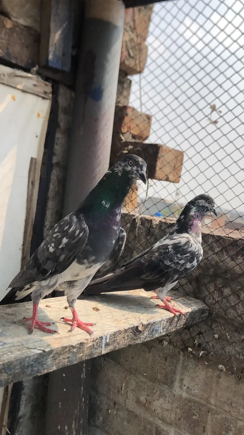 Chapra pair fore sale 03213040985 — photo 6