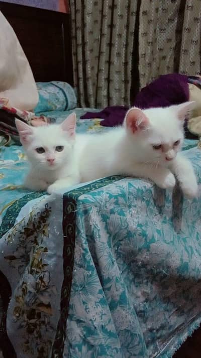 . پرشین کیٹ کے بچے03251230030 وٹس ایپ.