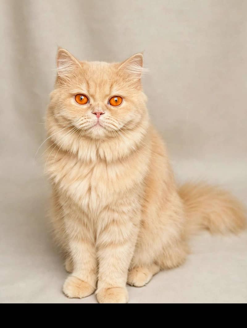 Breeder Cat 1