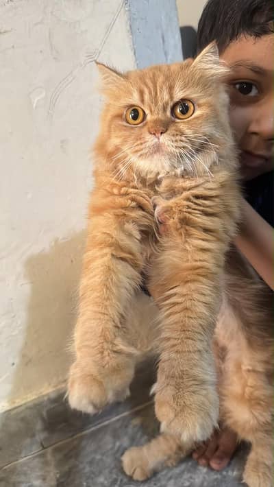 Persian punch cat