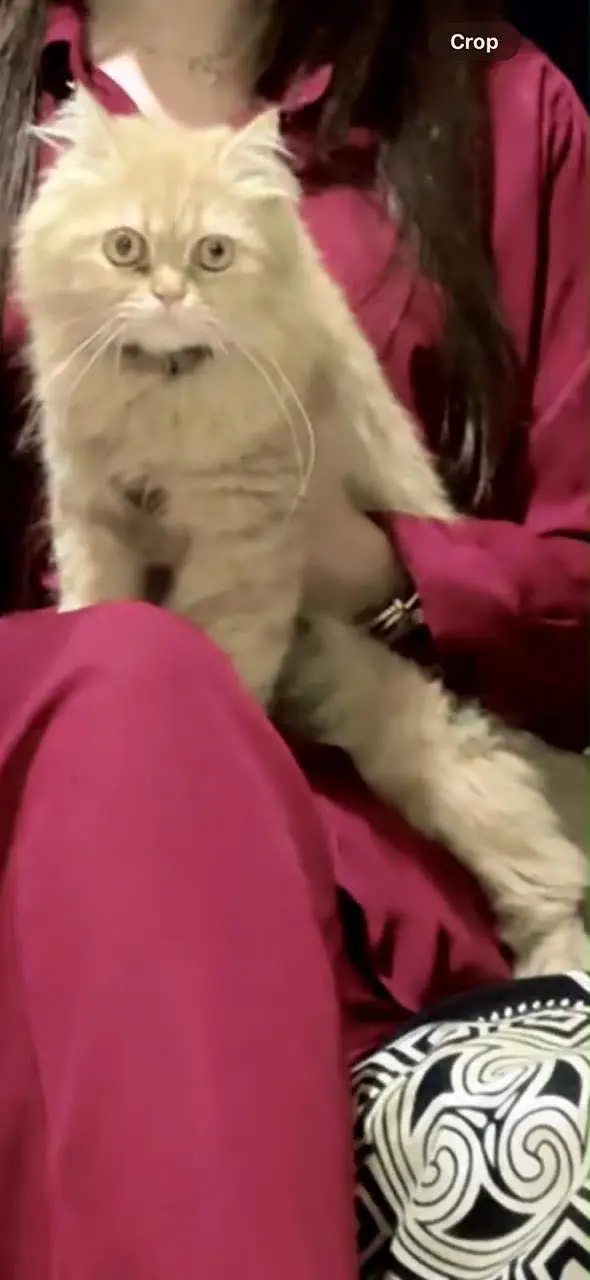 Persian punch cat — photo 3