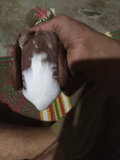 karbali male Available full kacpara haa