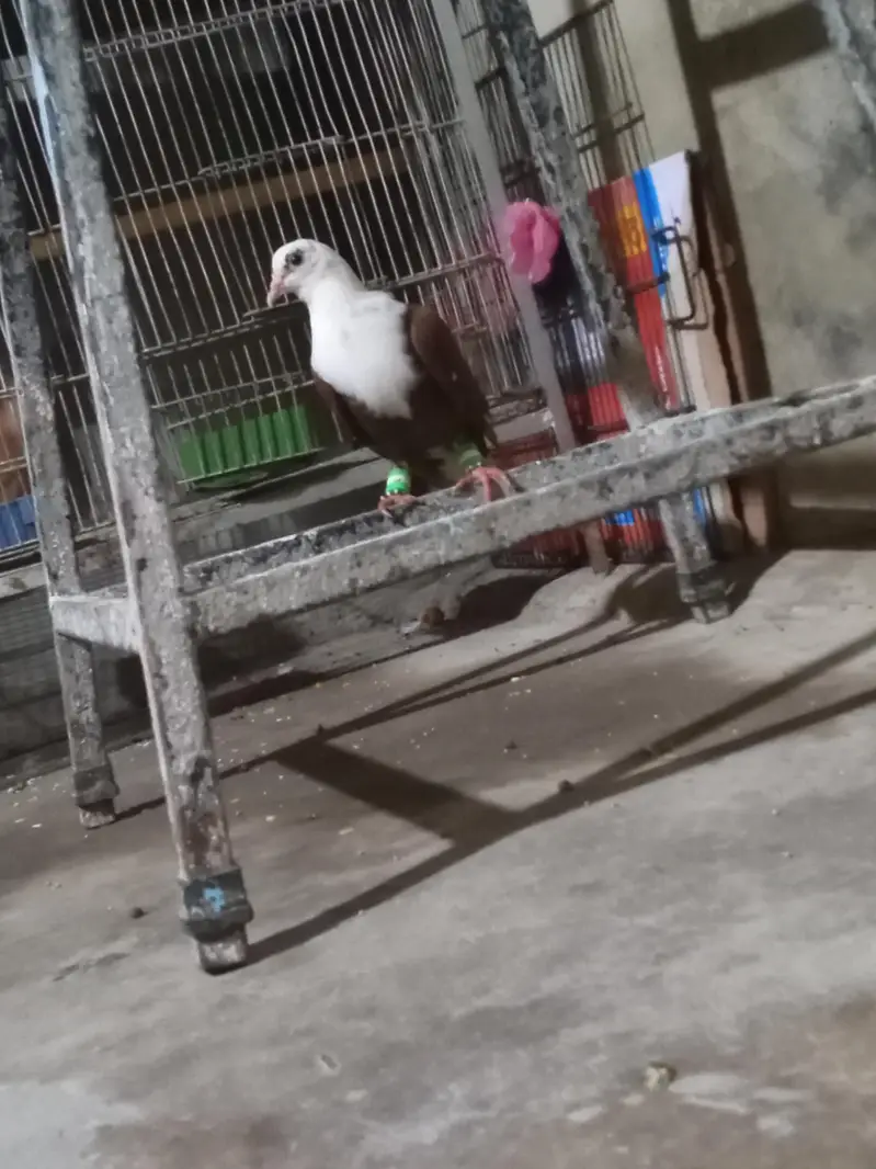 karbali male Available full kacpara haa — photo 2