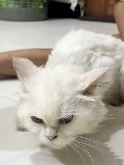 White doll face persian cat