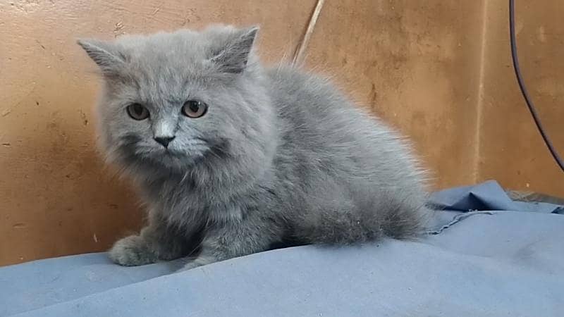 Persian cat 0