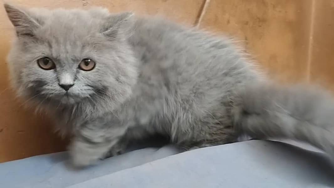 Persian cat 2