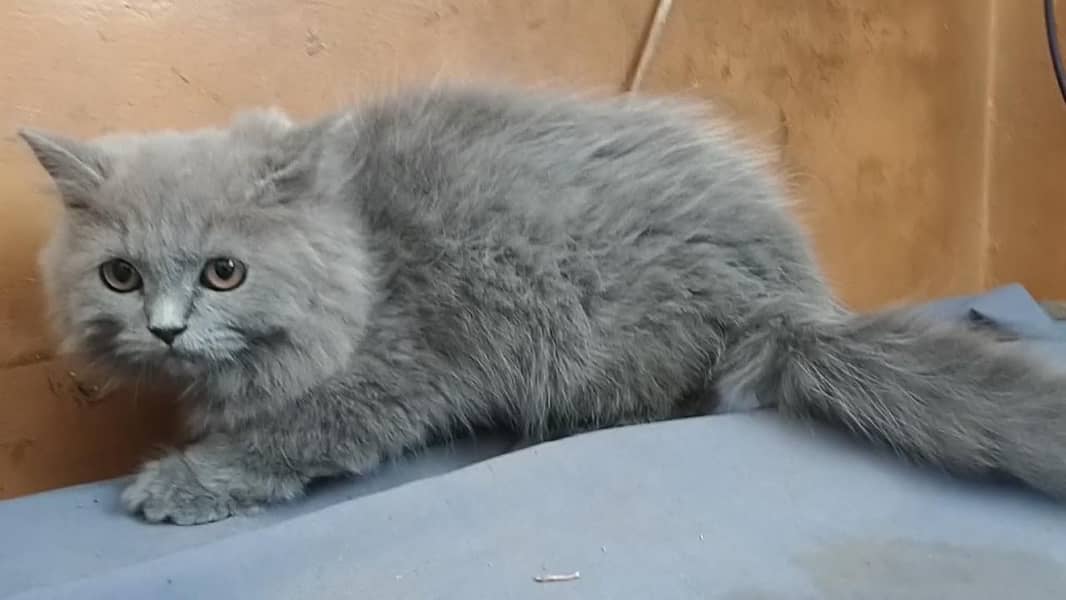 Persian cat 3
