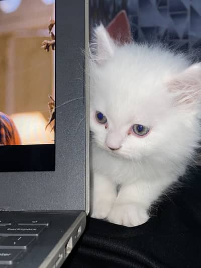Persian kitten