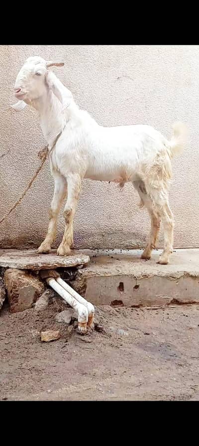 Gulabi male 2 danad Ghar ka Palawa h 03112615821