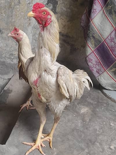 Top. quality. aseel bengum female  male. . pair