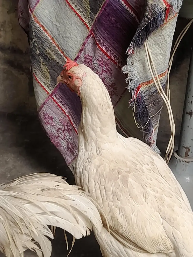 Top. quality. aseel bengum female  male. . pair — photo 3
