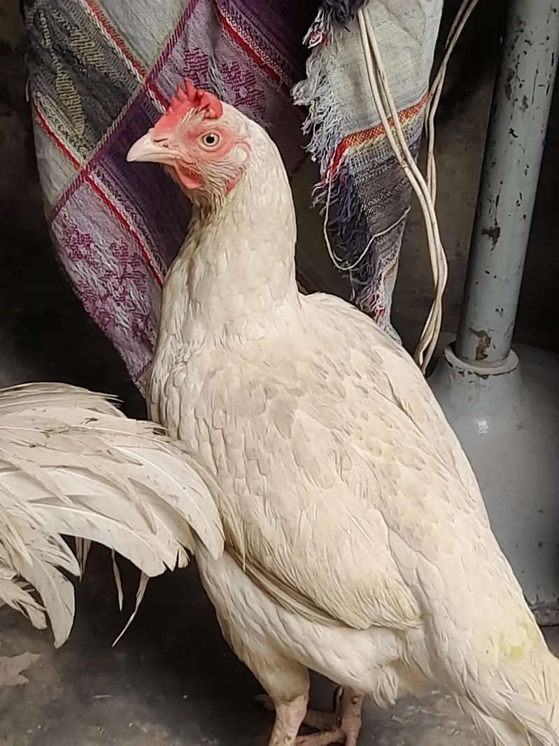 Top. quality. aseel bengum female  male. . pair — photo 4