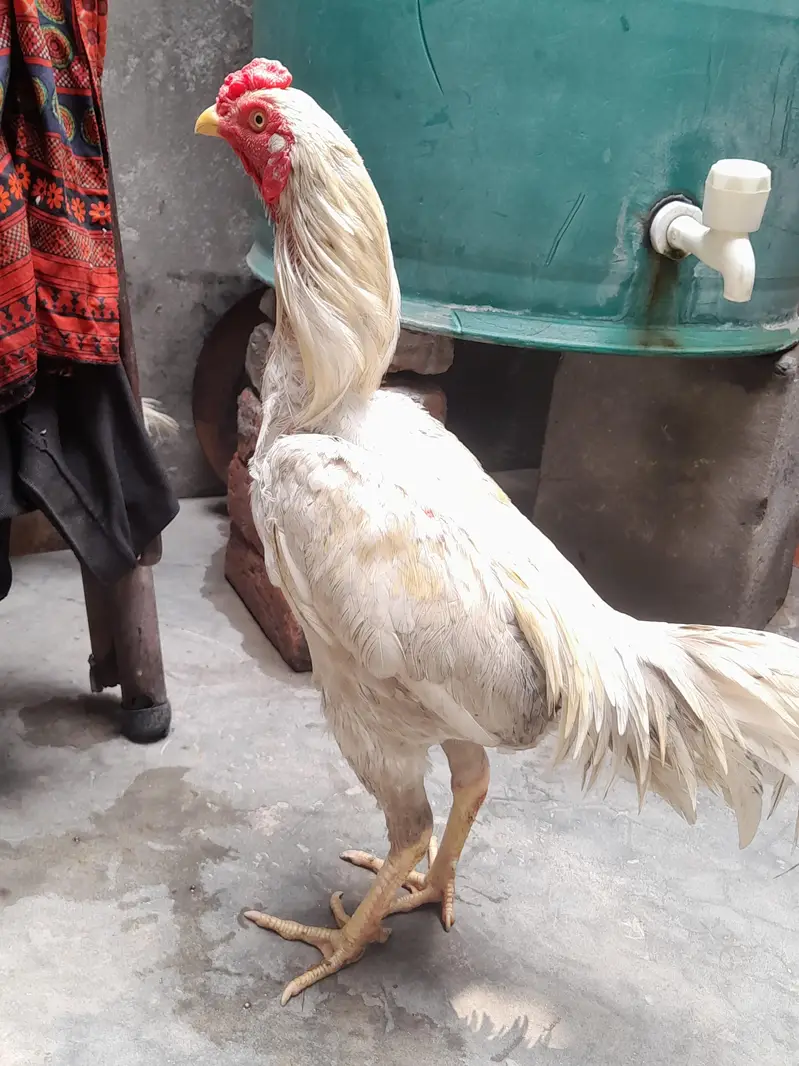 Top. quality. aseel bengum female  male. . pair — photo 5
