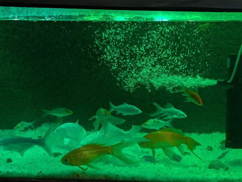 27 Healthy Fishes | Urgent Sale — photo 2