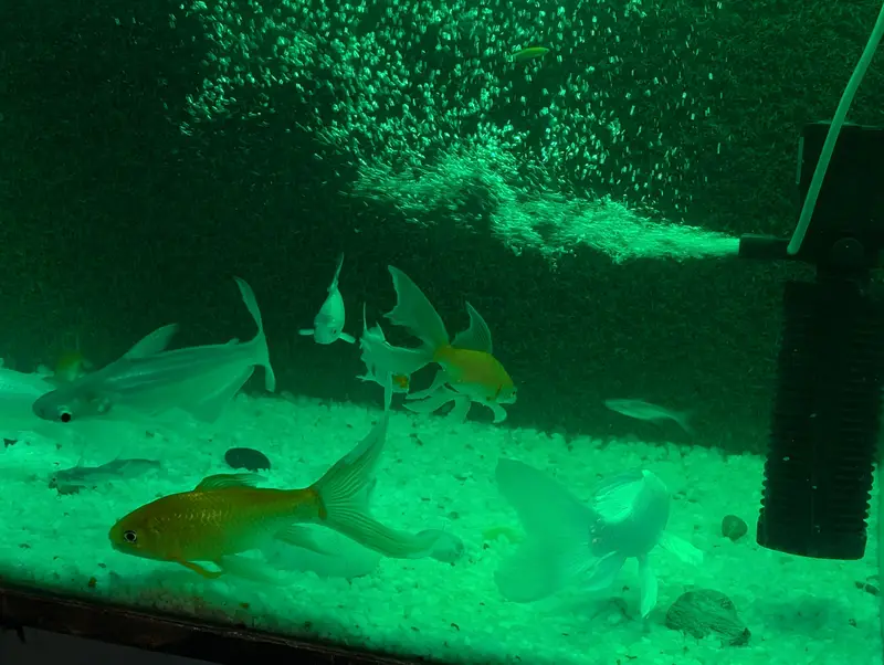 27 Healthy Fishes | Urgent Sale — photo 3