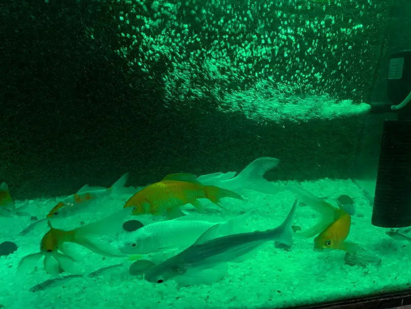 27 Healthy Fishes | Urgent Sale — photo 4