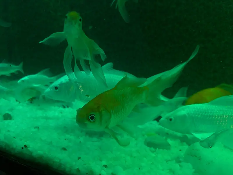 27 Healthy Fishes | Urgent Sale — photo 5