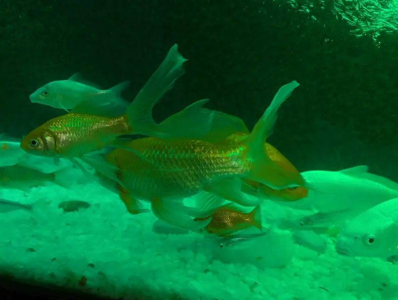 27 Healthy Fishes | Urgent Sale — photo 6