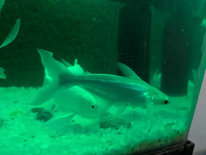 27 Healthy Fishes | Urgent Sale — photo 7