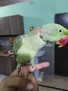 Kashmiri Raw yellow & green ringneck