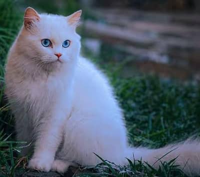 snowi