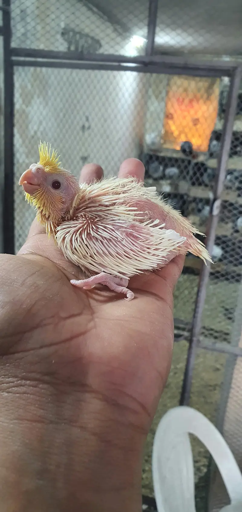 Cocktail chicks — photo 2