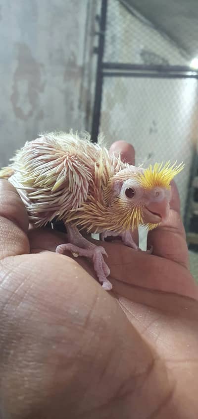Cocktail chicks