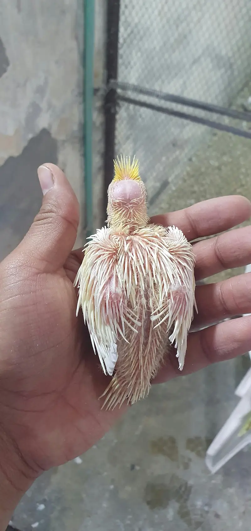 Cocktail chicks — photo 3