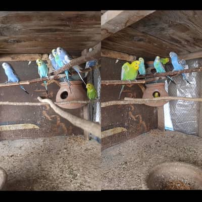 Australian breeder pairs available for sale