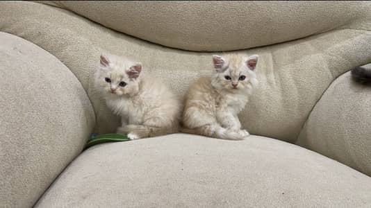 Triple code Kitten
