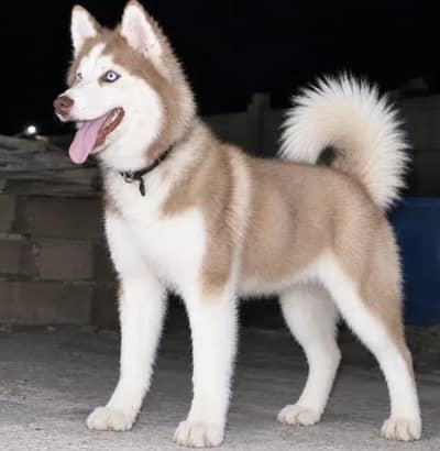 Siberian Husky wooly Coat  Female For Sale